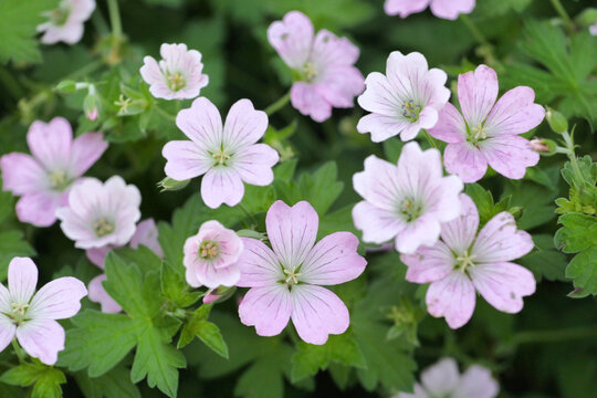 Hardy Geranium 'dreamland In Flower