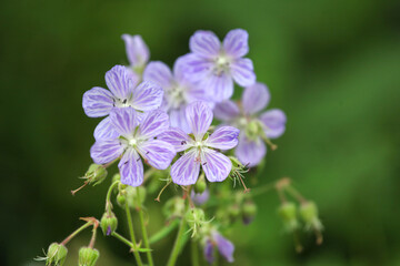 Geranium pratense 'Mrs Kendall Clark' in flower