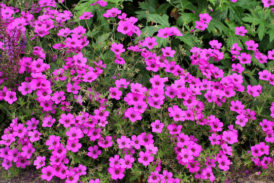 Hardy Geranium patricia 'brempat' in flower