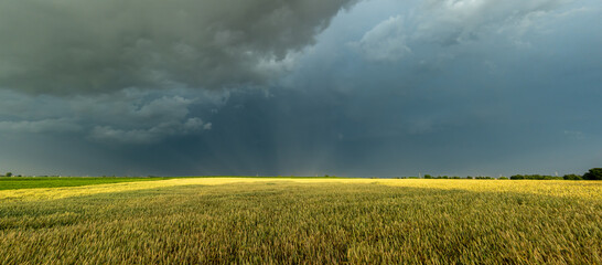 Dark storm clouds gather over the grain fields. Photo taken in natural light.