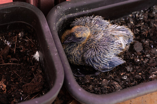 A dozen-day-old pigeon chick in a balcony pot. Photo taken under natural lighting conditions. Soft light
