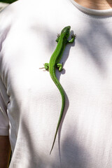 One green lizard on a white T-shirt outdoor