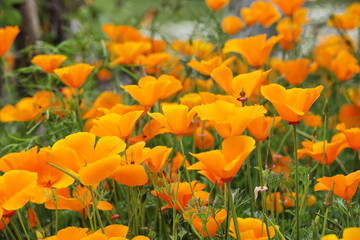 Eschscholzia californica, the California poppy in flower