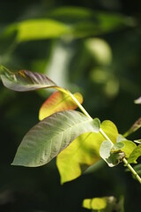 Liście zielone w słoneczny dzień letni