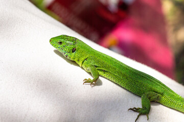 One green lizard on a white T-shirt outdoor