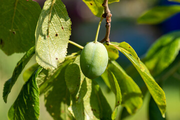 green plum on a branch