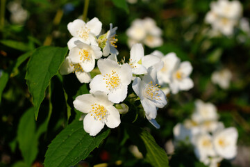 Obraz na płótnie Canvas White jasmine flowers close-up. Nature flower background. Beautiful jasmine bush.