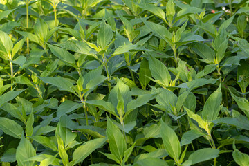 green thickets of jerusalem artichoke trunks