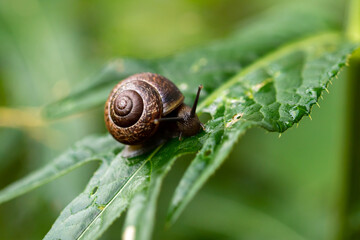 a snail on a plant leaf in nature
