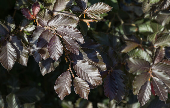 Close-up of brown European Purple beech leaves (Fagus sylvatica purpurea) on  tree branches. Purple bronze leaves of the Copper Beech tree hedge in city park Krasnodar or landscape Galitsky park