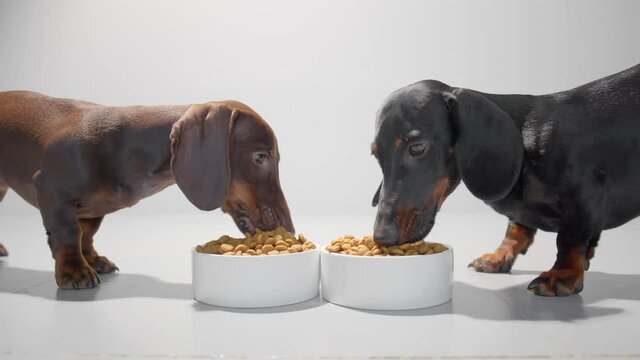 Dogs are eating dry food from two white containers. Chocolate brown and black dachshund puppy enjoy their meal. Studio white background high quality video.