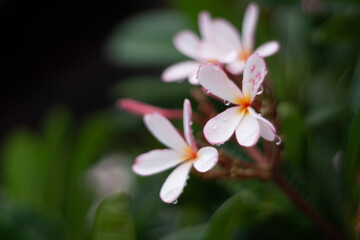 Fototapeta na wymiar Plumeria flower in garden as background
