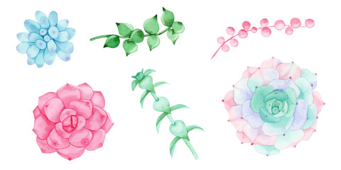 Set of watercolor floral elements of multicolored succulents isolated on a white background. For wedding design, logo, greeting cards, sublimation and other ideas.
