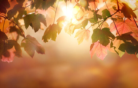 Red and brown, autumn tree leaves with an autumnal foliage bokeh banner background.