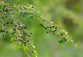 Branch of St Lucie cherry (Prunus mahaleb) with fruits, shot in close-up on a blurred background