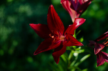 Fototapeta na wymiar Maroon lilies in the garden closeup.