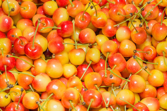 1,007 BEST Rainier Cherries IMAGES, STOCK PHOTOS &amp; VECTORS | Adobe Stock