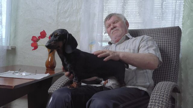 Aged man with grey hair AND beard pets black dachshund puppy sitting on rocking armchair by brown wooden table and window at home