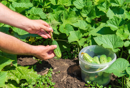 The farmer collects ripe cucumbers in the garden. Harvesting concept. Close-up of the hands of an agronomist during work.