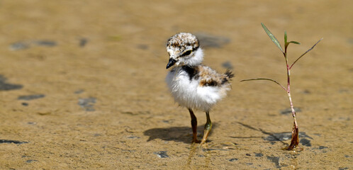  Little ringed plover (Charadrius dubius) - chick // Flussregenpfeifer  - Küken