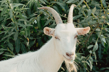 Goats in nature. A white horned goat head on blurry natural background. White goats in a meadow of a goat farm. Goat. Portrait of a goat on a farm in the village