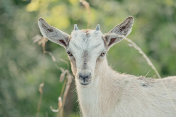 Goats in nature. A horned goat head on blurry natural background. White goats in a meadow of a goat farm. Goat. Portrait of a goat on a farm in the village