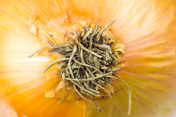 Onion peel texture background. Vegetable close up photo, macro view. Beautiful wallpaper.