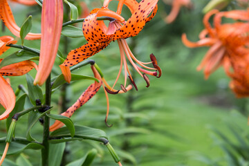 another damp Tiger Lily in the back garden after the rain stopped