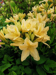 Yellow Japanese rhododendron (Latin: rhododendron japonicum (A. Gray) Suring var. aureum Wils) in the Botanical Garden of St. Petersburg.