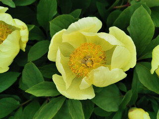 Mlokosevich's peony (lat. Paeonia mlokosewitshii Lomak) white with an orange middle in the botanical garden of St. Petersburg..
