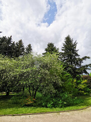 Fototapeta na wymiar Terry cherry (lat. Cerasus vulgaris Mill. f. plena (L.) Sok) with white flowers against a cloudy sky..