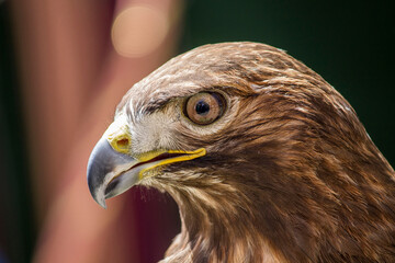 Retrato de cerca de un águila de color marrón