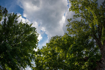 Treetops and clouds in the sky 