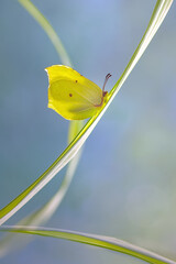 Gonepteryx rhamni duży motyl © Iwona
