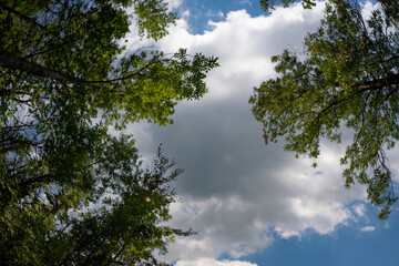 Treetops and clouds in the sky 