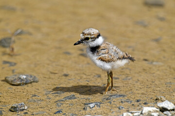 Flussregenpfeifer (Charadrius dubius) - Küken // Little ringed plover - chick
