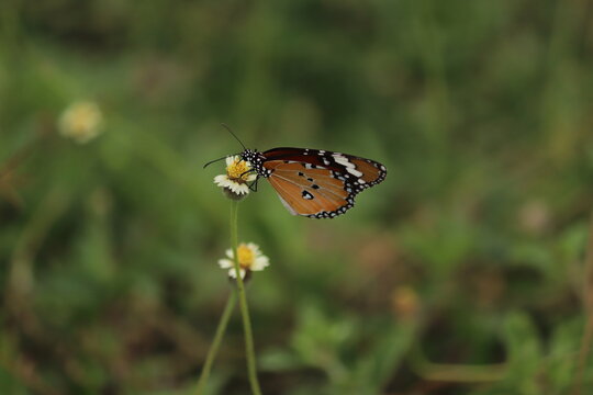butterfly on a flower