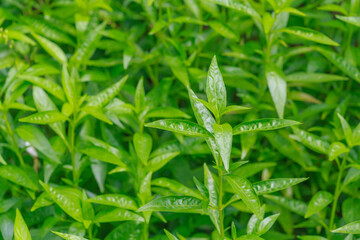 Fresh green Andrographis paniculata plant in nature garden