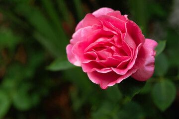 rose in bloom in summer