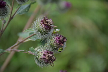 bee on thistle