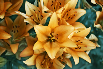 Bouquet of yellow lilies, garden flowers during the flowering period. Close-up, petals and seeds of lilies