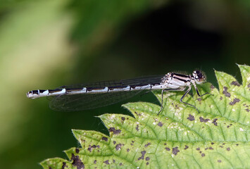 Closeup shot of a Blue Damselfly on a black-spotted gre leaf