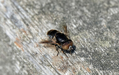 Closeup shot of a small Hoverfly on a grunge wooden surface