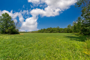 Summer scene in the Adirondacks