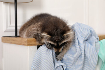 Cute mischievous raccoon playing with clothes on dresser indoors