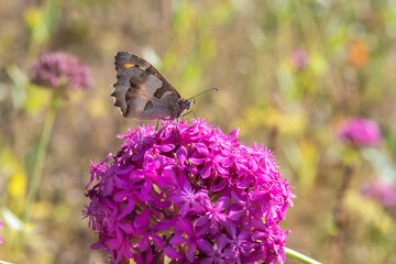 Cadı » Chazara briseis »