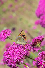 Nymphalidae / Bahadır / / Argynnis pandora