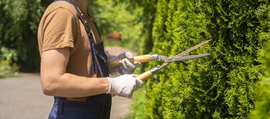 A professional gardener is cutting a thuja tree for a better shape