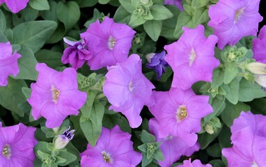 Fresh Purple Petunia Flowers in A Garden