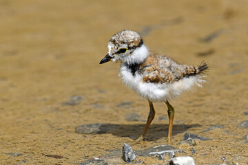 Little ringed plover (Charadrius dubius) - chick // Flussregenpfeifer - Küken